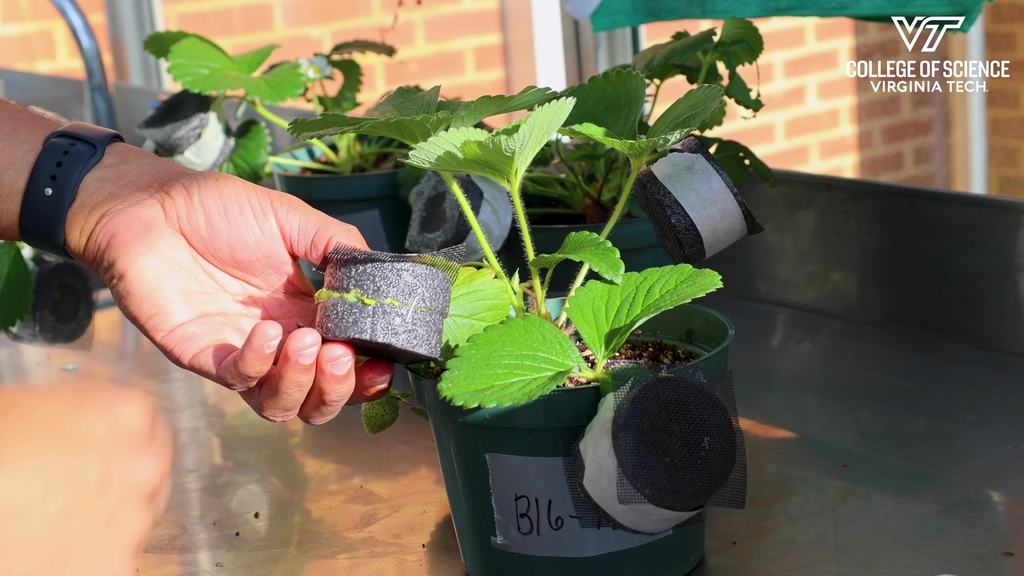 Self-defense for strawberries