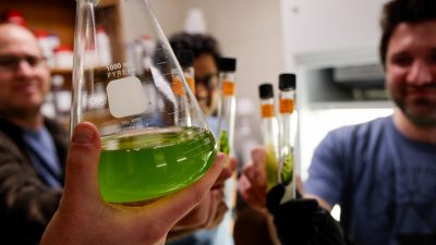 Green algae in flask